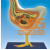 Chicken Dissection Model