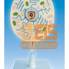 Plant Cell Structure