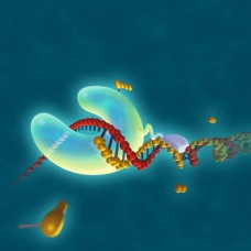 Phusion DNA Polymerases