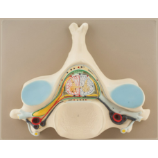 5TH CERVICAL VERTEBRA