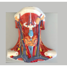 ANATOMY OF THE NECK