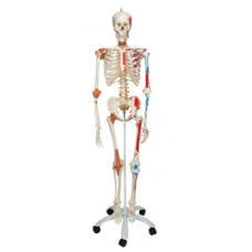 ARTICULATED HUMAN SKELETON