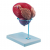 MALE URINARY BLADDER WITH PROSTATE 2 PARTS
