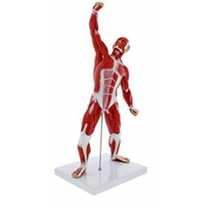 MINI MUSCULAR FIGURE