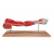 MUSCLES OF THE ARM