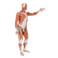 MUSCULAR FIGURE 30 PARTS MUSCULAR FIGURE 30 PARTS