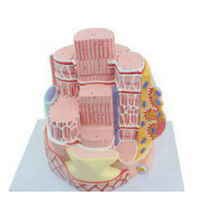 SKELETAL MUSCLE FIBER