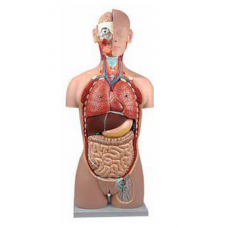 TORSO DUAL-SEX 25 PARTS