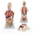 TORSO DUAL-SEX OPEN BACK