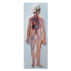 Human Circulatory System