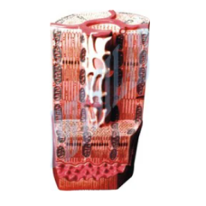 Human Heart Muscle