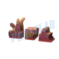 Human Digestive Canal
