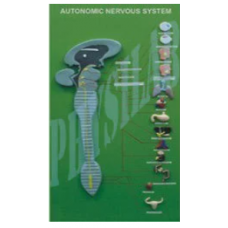 Autonomic Nervous System