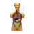Torso Half Size With Head