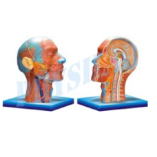 Human Half Head And Neck With Musculature