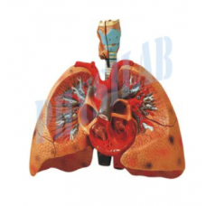 Heart With Lungs and Larynx
