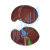 Human Liver With Gall Bladder