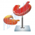 Human Stomach Model-2 Parts