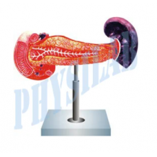 Human Spleen & Duodenum