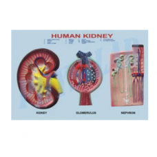 Kidney Section, Nephrons & Blood Vessels & Kidney Glomerulus