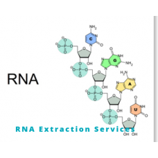 RNA extraction Services