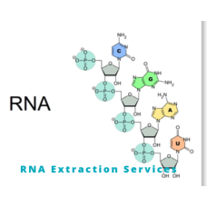 RNA extraction Services
