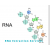 RNA extraction Services