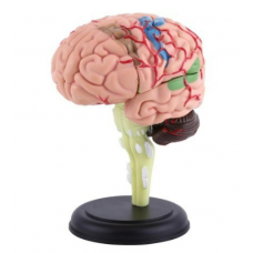 Human Brain Model 
