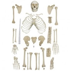Disarticulated Human Skeleton