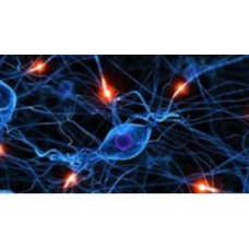 Stem Cells