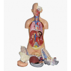 Human Body Model