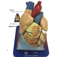 Heart Model Magnetic 7 Parts
