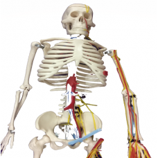Human Skeleton Model