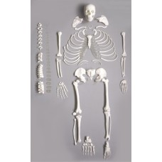 Deluxe Human Disarticulated Skeleton Model