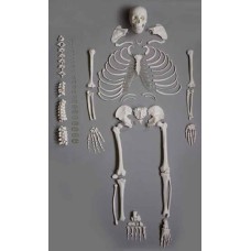 Disarticulated Skeleton Model