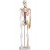 Ivory Skeleton with Nerves and Blood Vessels