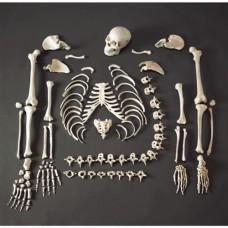 Kay Kay Disarticulated Human Skeleton