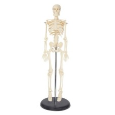 Kay Kay Human Skeleton