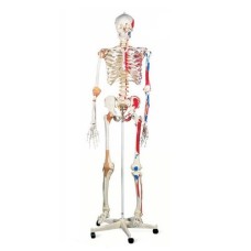 PVC Skeleton Models With Muscles And Ligaments