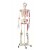 PVC Skeleton Models With Muscles And Ligaments