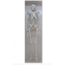 Human Skeleton Model
