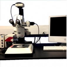 Fluorescence Stereo Microscope