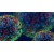 STEM CELLS