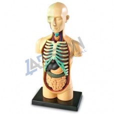 Labson Human Anatomy Model