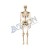 Labson Human Disarticulated Skeleton