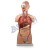 Human Torso Model
