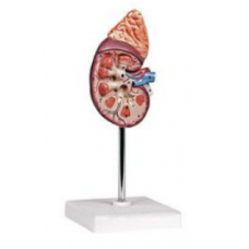 Medical Educational Aids