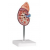 Medical Educational Aids
