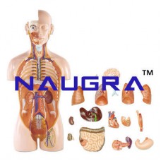 Human Anatomical Models, Biological Charts