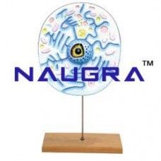 Zoology Model For Biology Lab, Laboratory Models